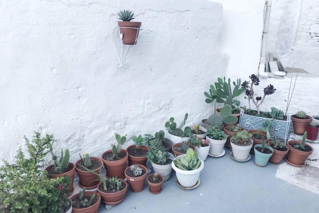 Little Cactus Villa Serifos Town Ngoại thất bức ảnh